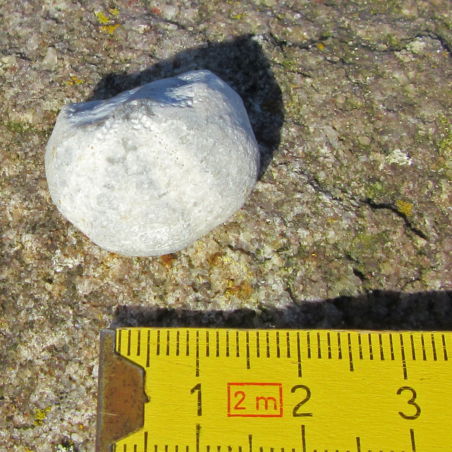 Versteinertes Seeigelstück Galeritis, 70 Millionen Jahre alt