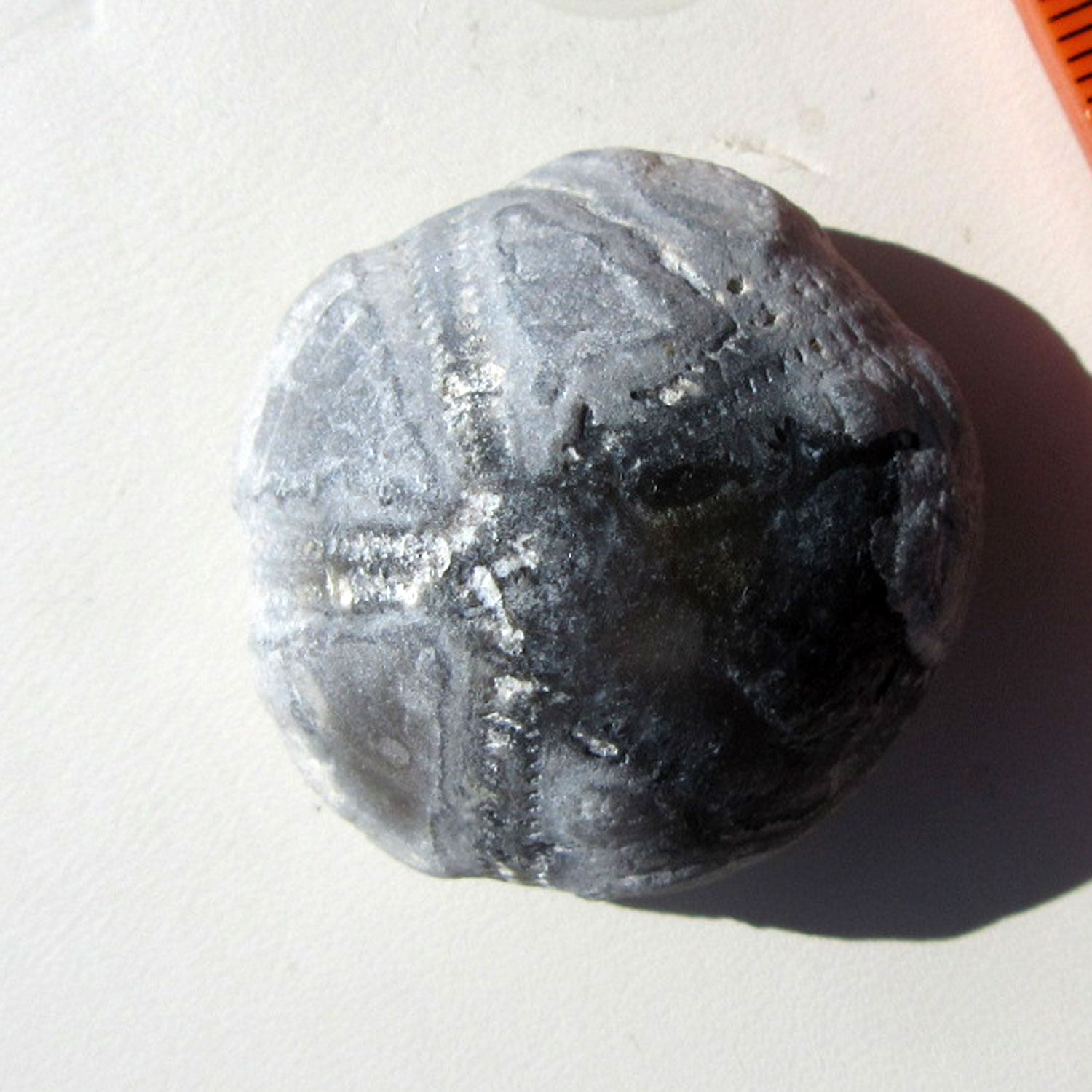 Einzelstück Seeigel mit natürlicher Schalenerhaltung