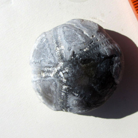 Einzelstück Seeigel mit natürlicher Schalenerhaltung