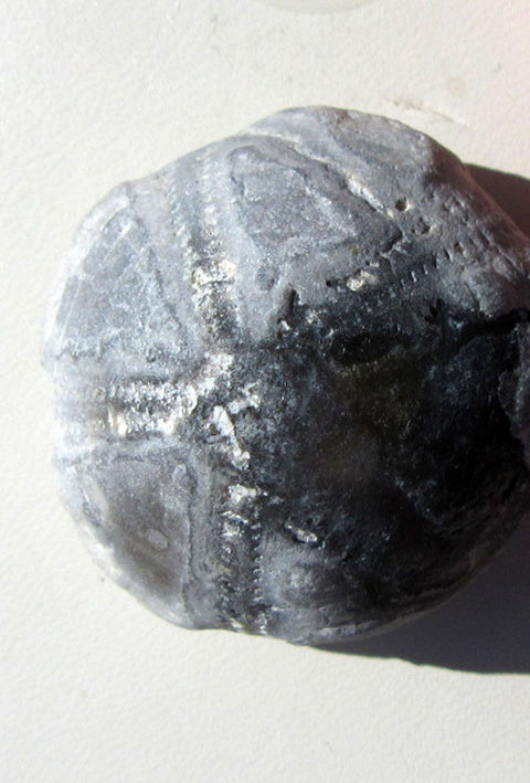Einzelstück Seeigel mit natürlicher Schalenerhaltung