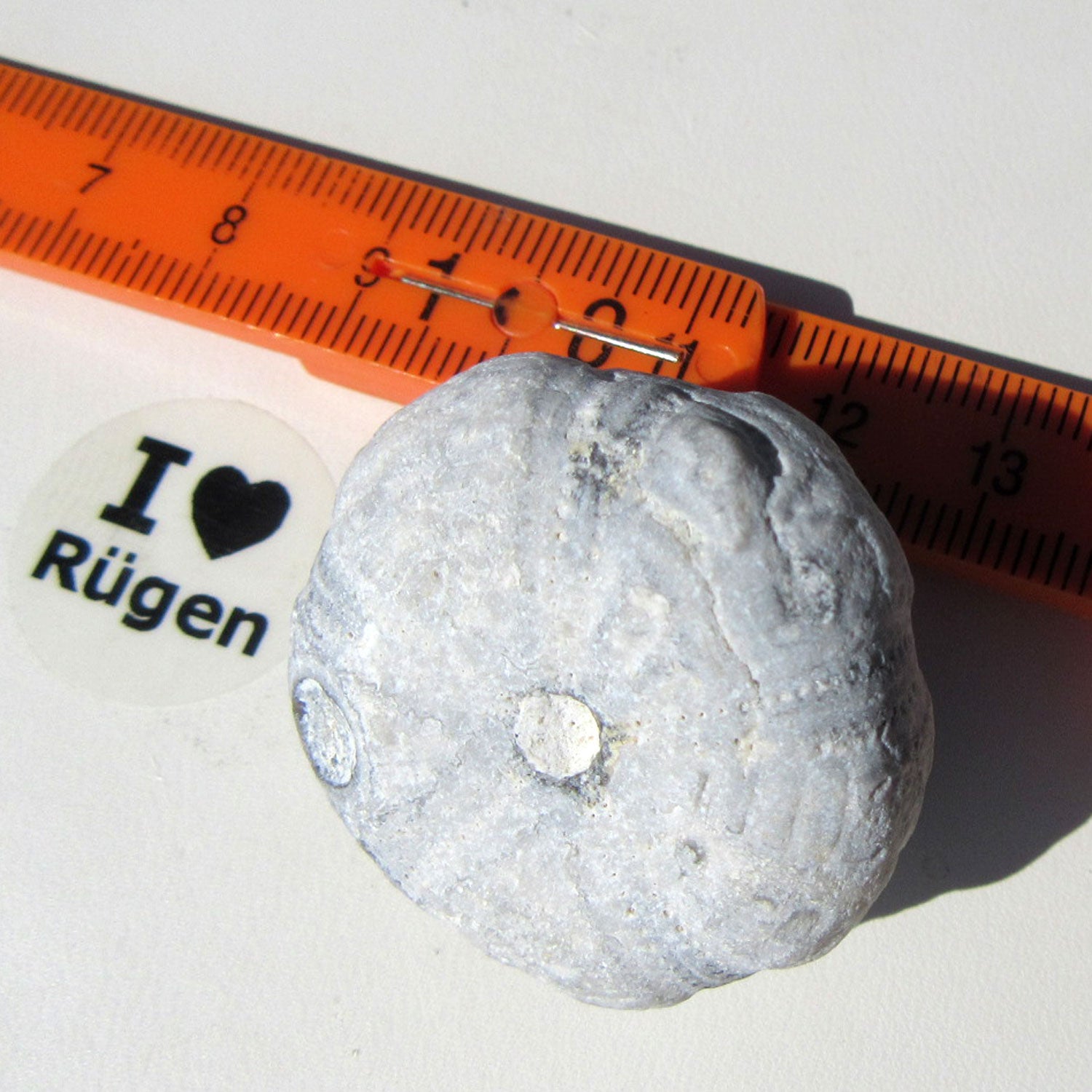 Einzelstück Seeigel mit natürlicher Schalenerhaltung