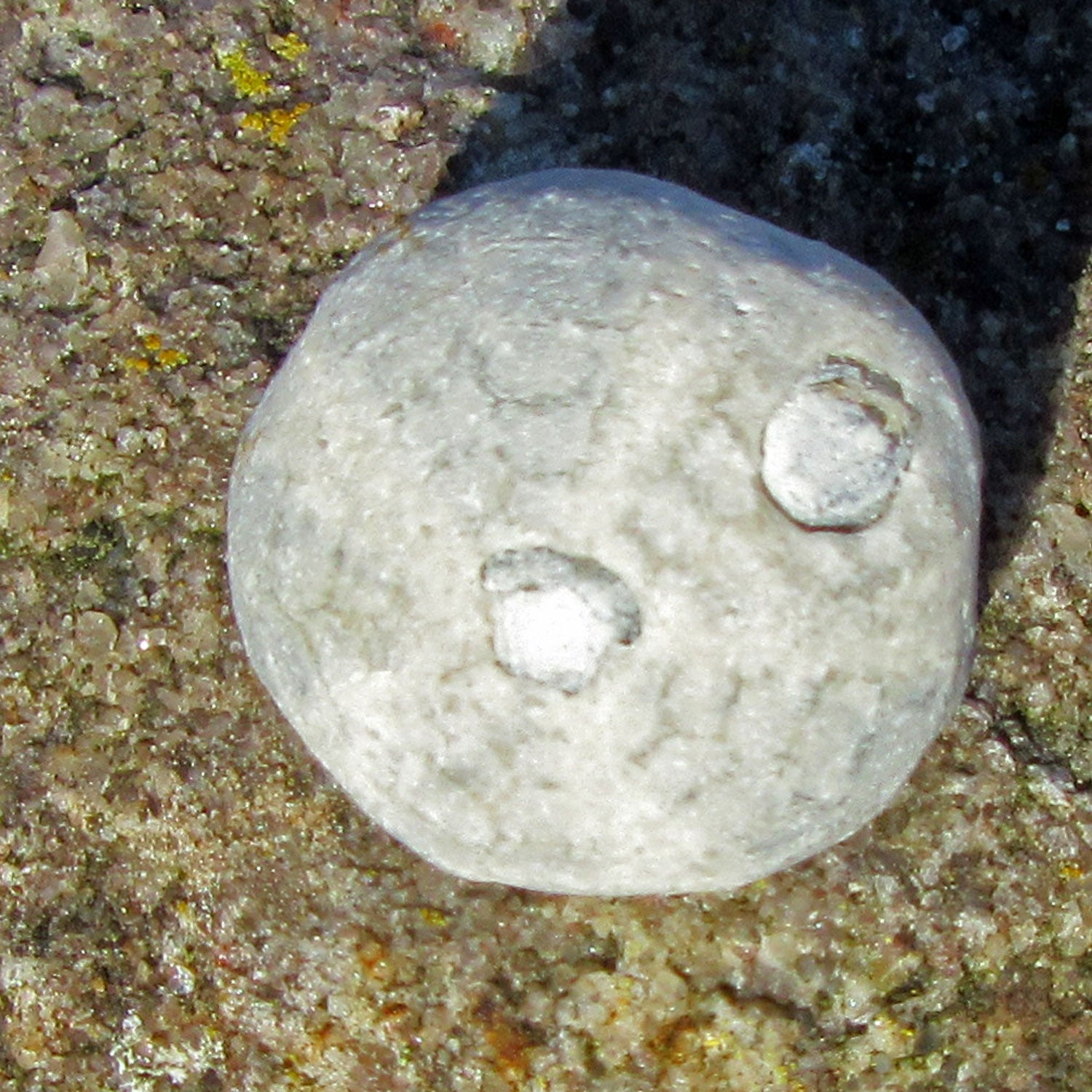 Versteinertes Seeigelstück Galeritis, 70 Millionen Jahre alt