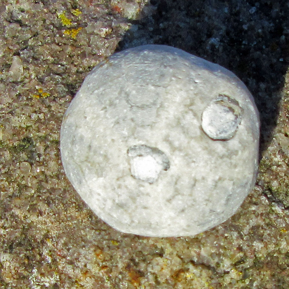 Versteinertes Seeigelstück Galeritis, 70 Millionen Jahre alt