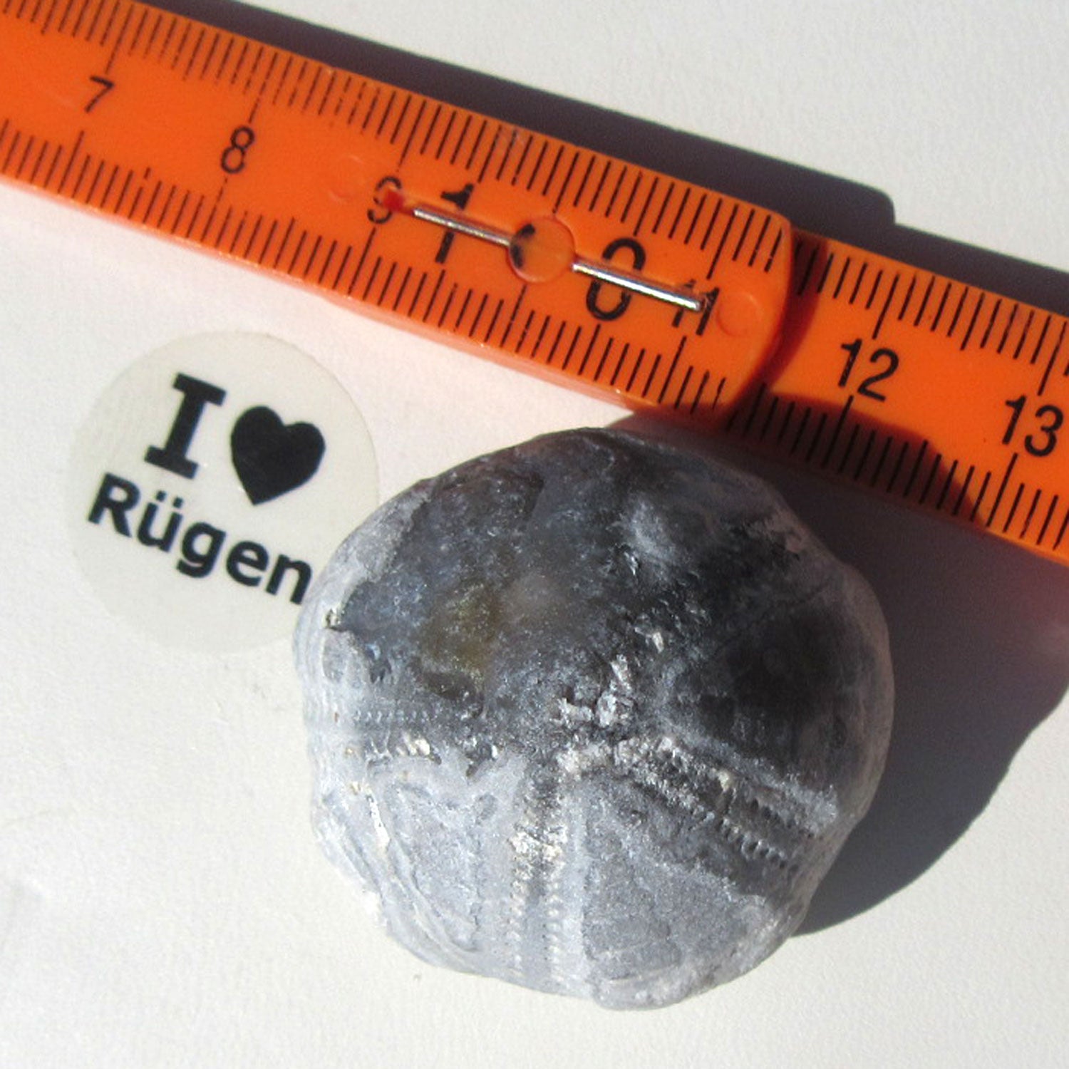 Einzelstück Seeigel mit natürlicher Schalenerhaltung