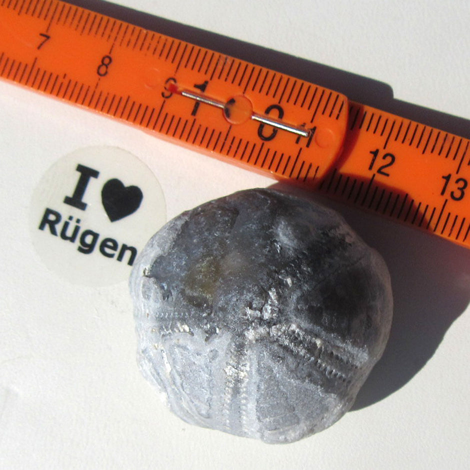 Einzelstück Seeigel mit natürlicher Schalenerhaltung