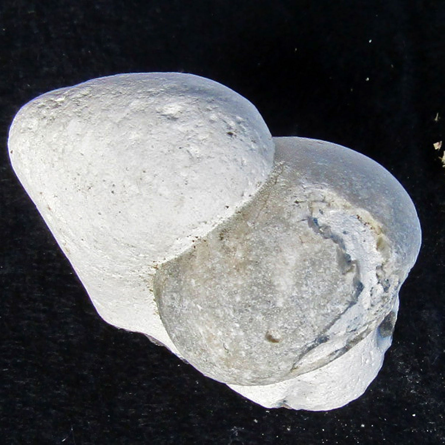 Versteinerter Seeigel auf Feuerstein von Rügen