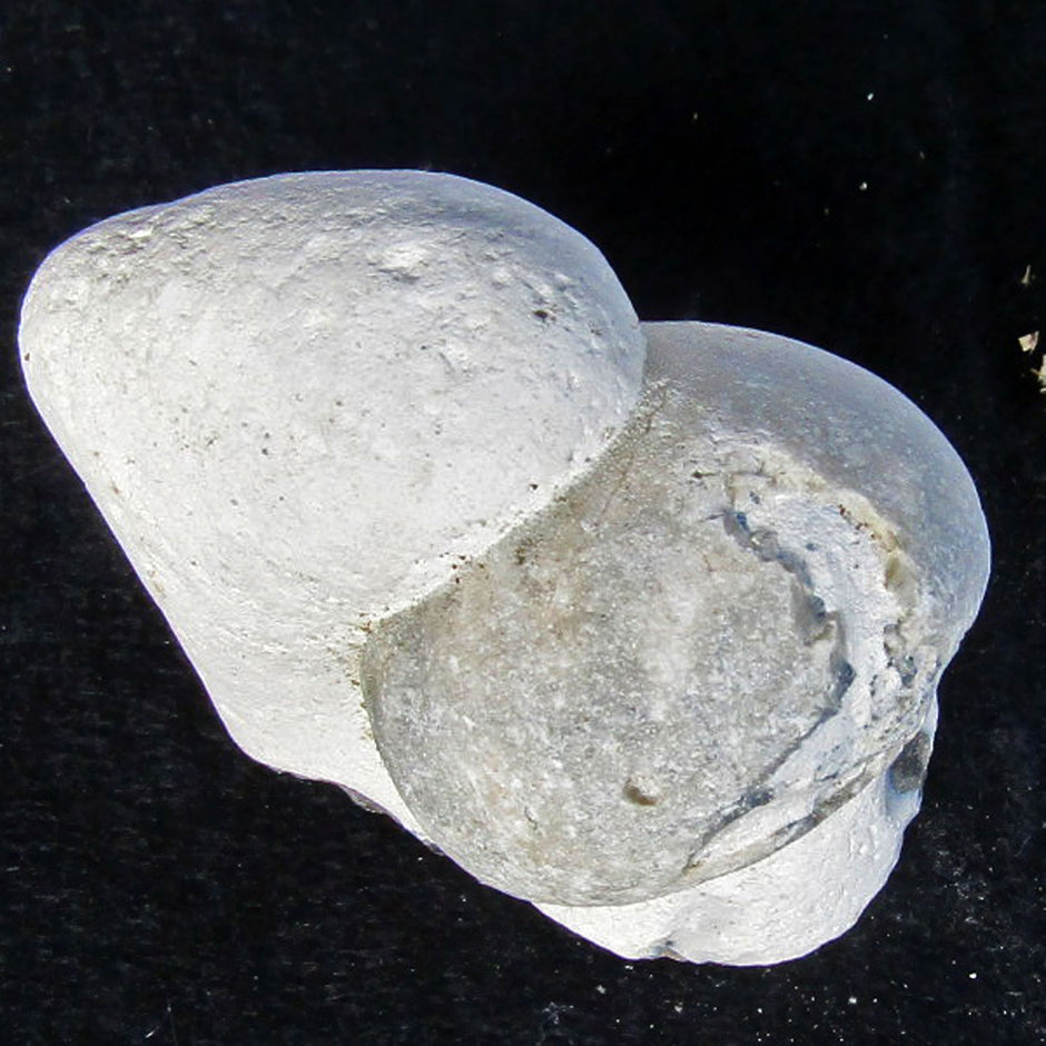 Versteinerter Seeigel auf Feuerstein von Rügen