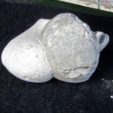 Versteinerter Seeigel auf Feuerstein von Rügen