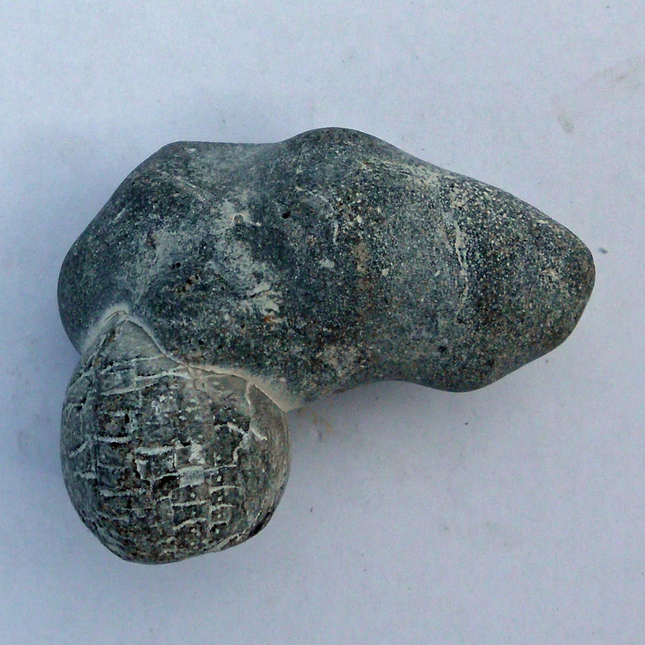 Versteinerter Seeigel aus Rügen, ca. 70 Millionen Jahre alt