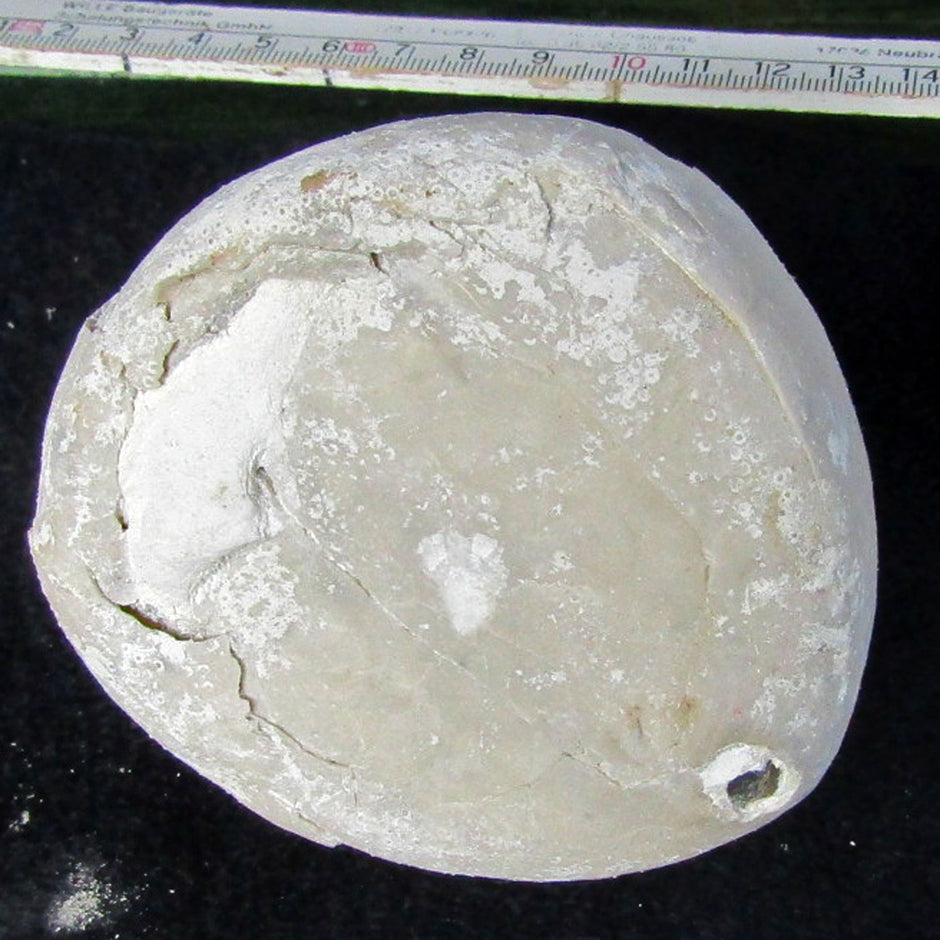 Echinocorys Seeigel aus Rügen, 70 Millionen Jahre alt