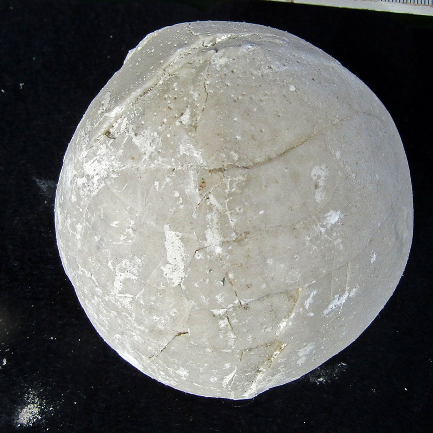 Echinocorys Seeigel aus Rügen, 70 Millionen Jahre alt