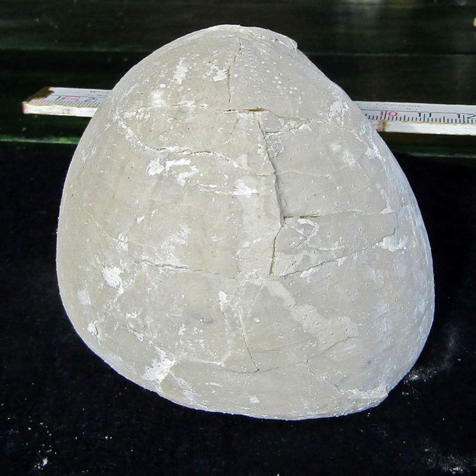 Echinocorys Seeigel aus Rügen, 70 Millionen Jahre alt