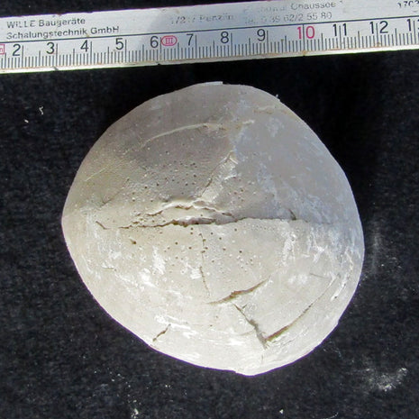 Echinocorys Seeigel aus Rügen, 70 Millionen Jahre alt