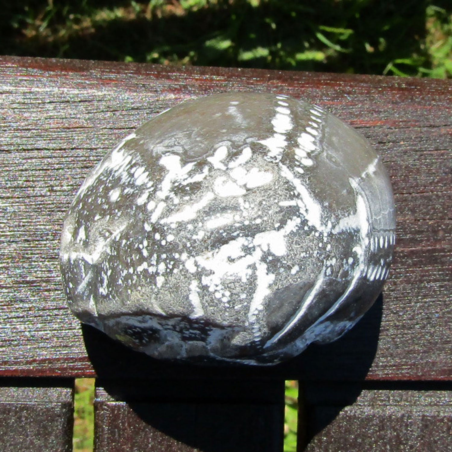 Einzigartiger, polierter Seeigel von der Ostsee-Insel Rügen