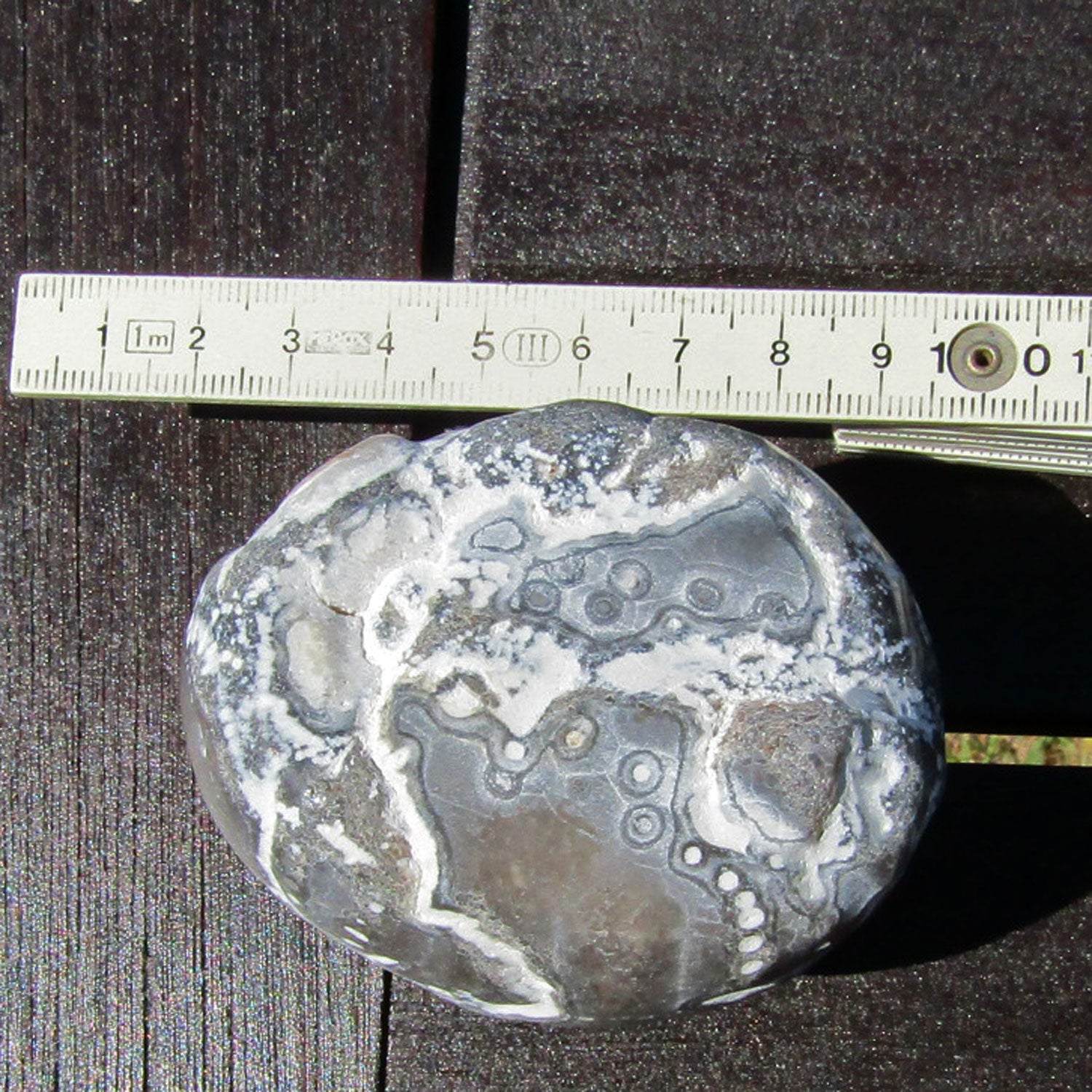 Einzigartiger, polierter Seeigel von der Ostsee-Insel Rügen