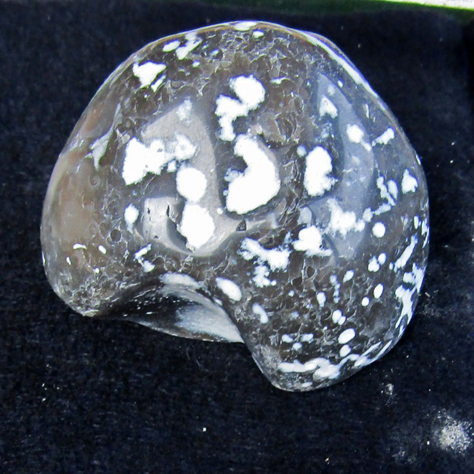 Polierter Seeigel von Rügen, 70 Millionen Jahre alt