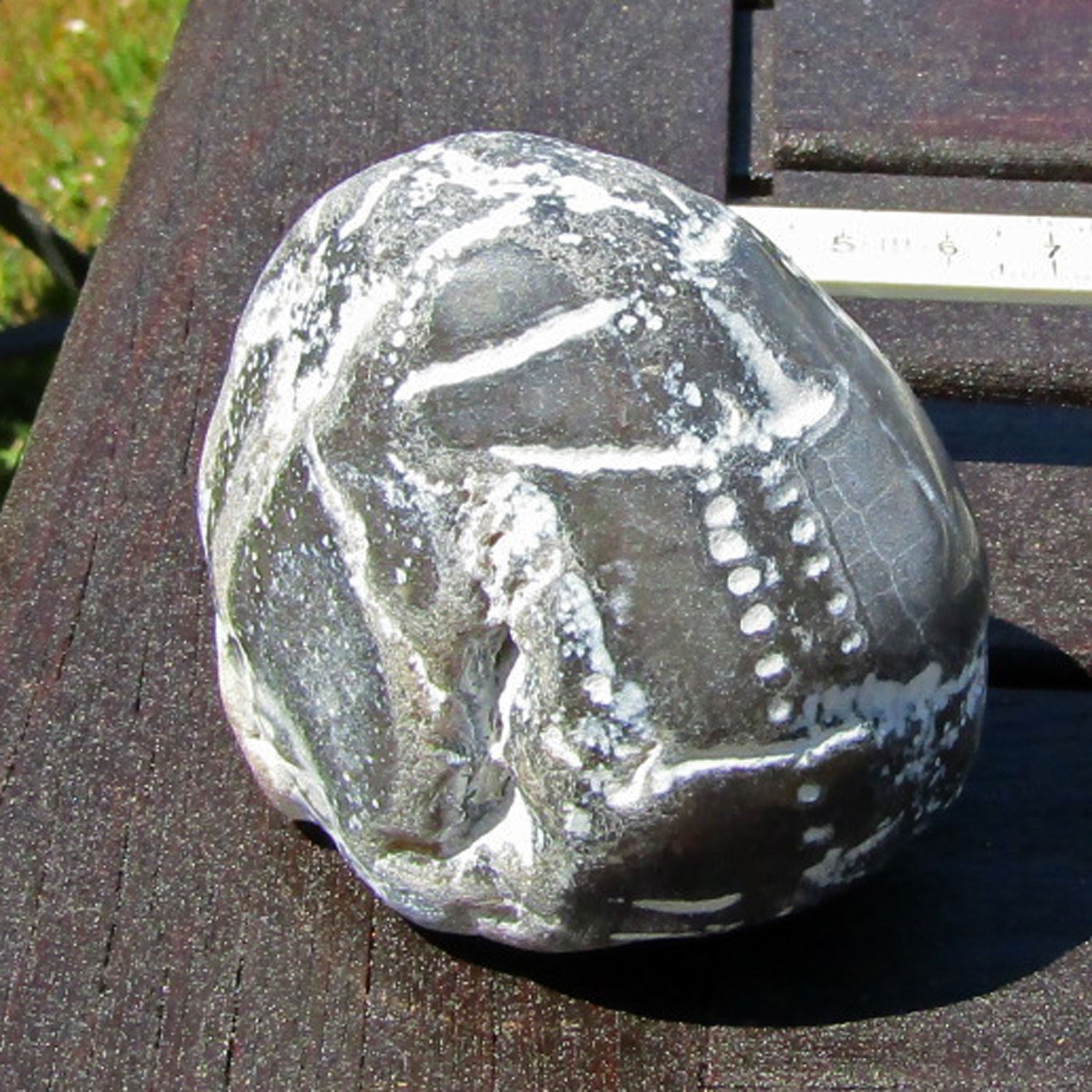 Einzigartiger, polierter Seeigel von der Ostsee-Insel Rügen