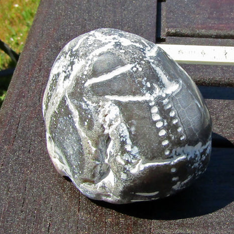 Einzigartiger, polierter Seeigel von der Ostsee-Insel Rügen