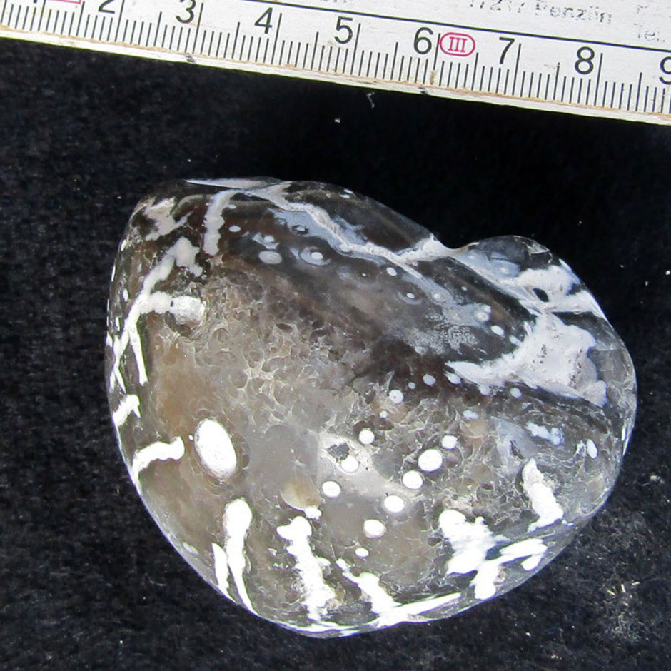 Polierter Seeigel von Rügen, 70 Millionen Jahre alt