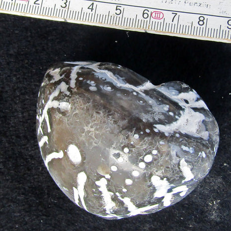 Polierter Seeigel von Rügen, 70 Millionen Jahre alt