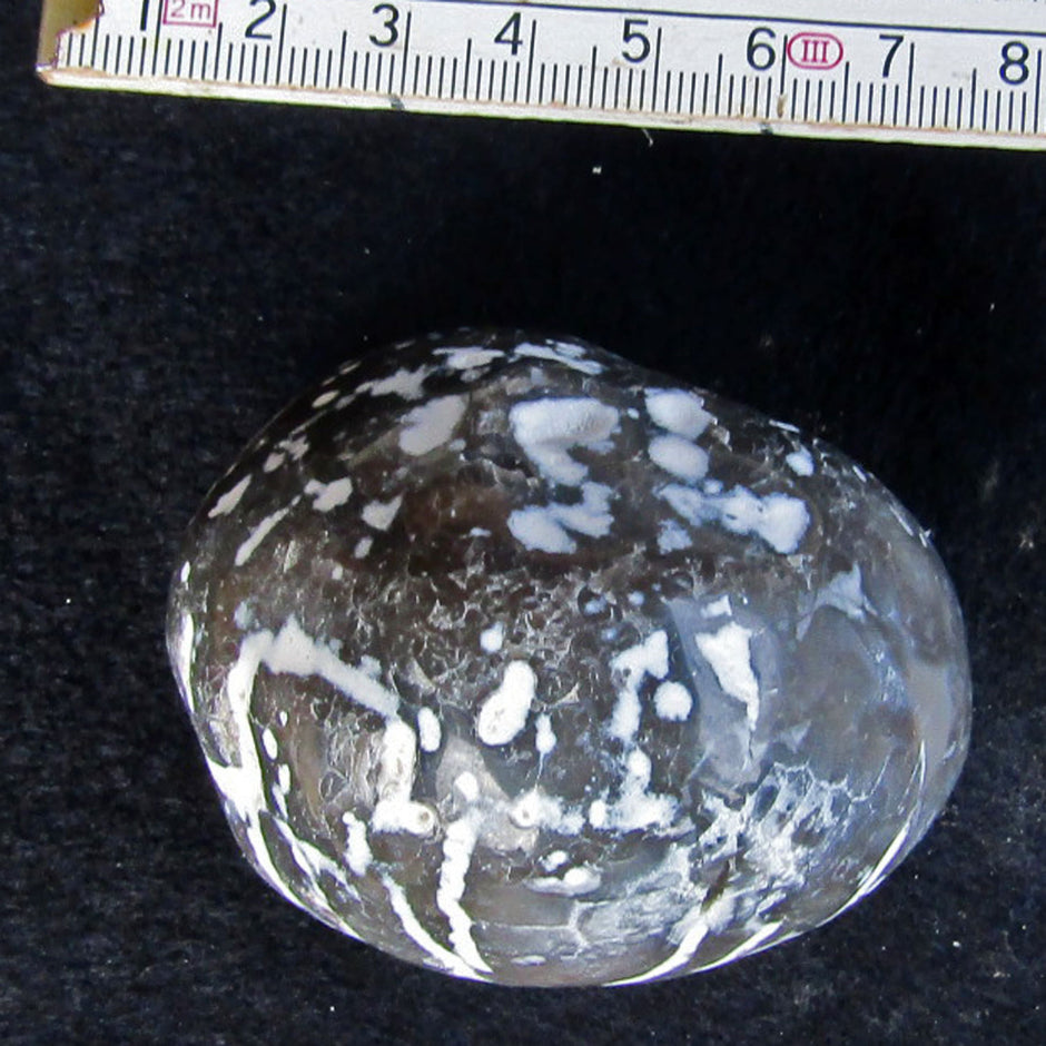 Polierter Seeigel von Rügen, 70 Millionen Jahre alt