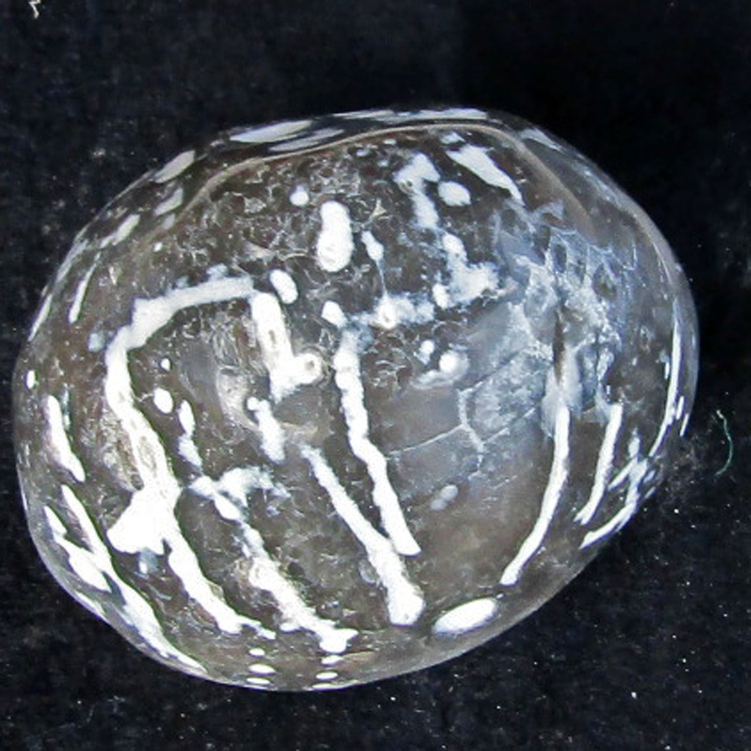 Polierter Seeigel von Rügen, 70 Millionen Jahre alt