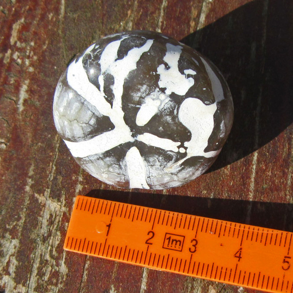 Polierter Seeigel auf Feuerstein, Einzelstück von Rügen