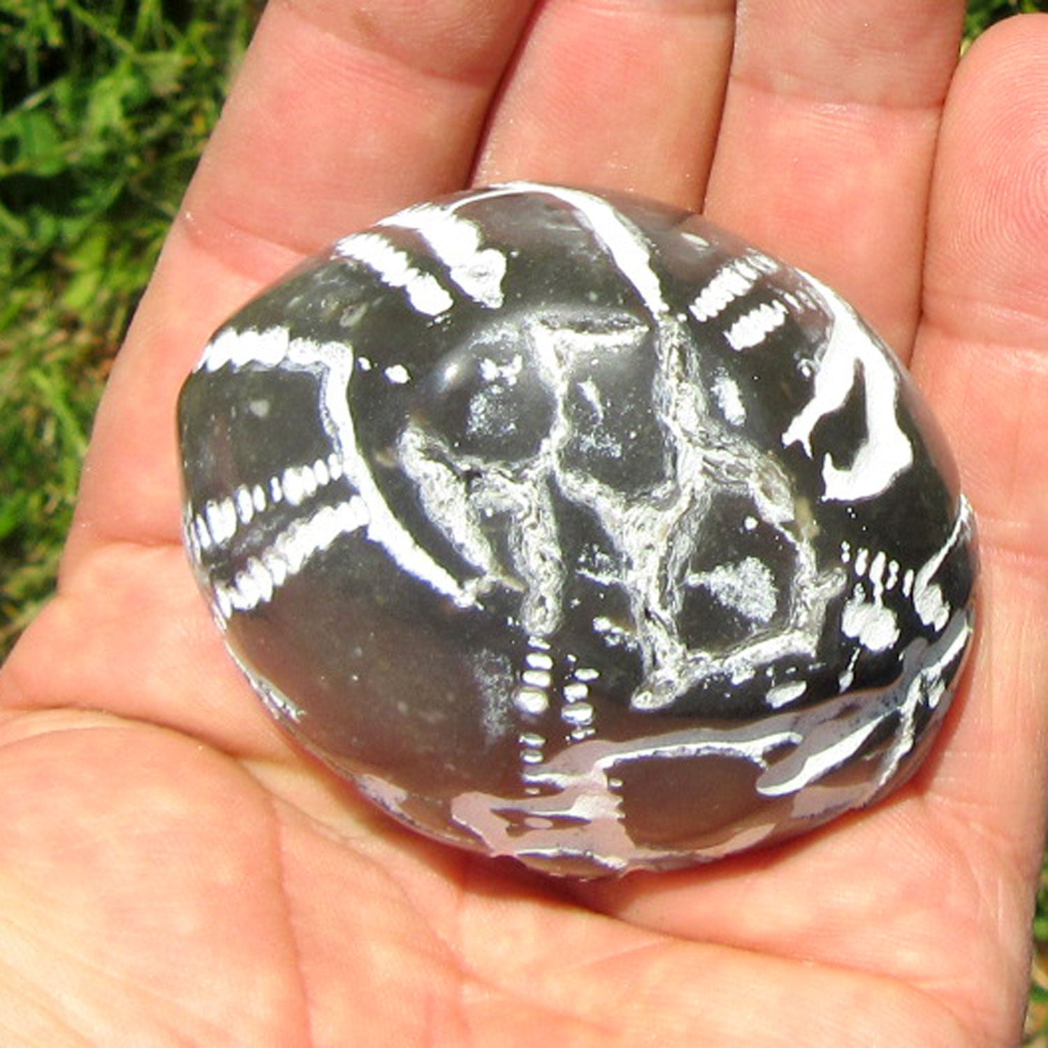 Polierter Seeigel von der Ostsee-Insel Rügen, Unikat