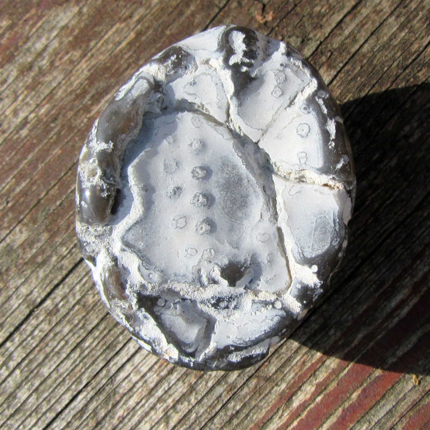 Polierter Seeigel von der Ostsee-Insel Rügen, Unikat