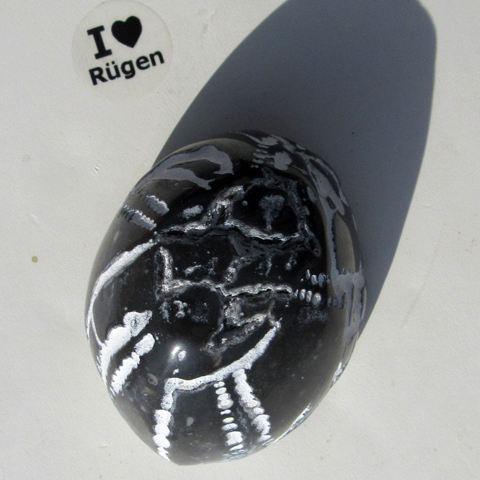 Polierter Seeigel von der Ostsee-Insel Rügen, Unikat