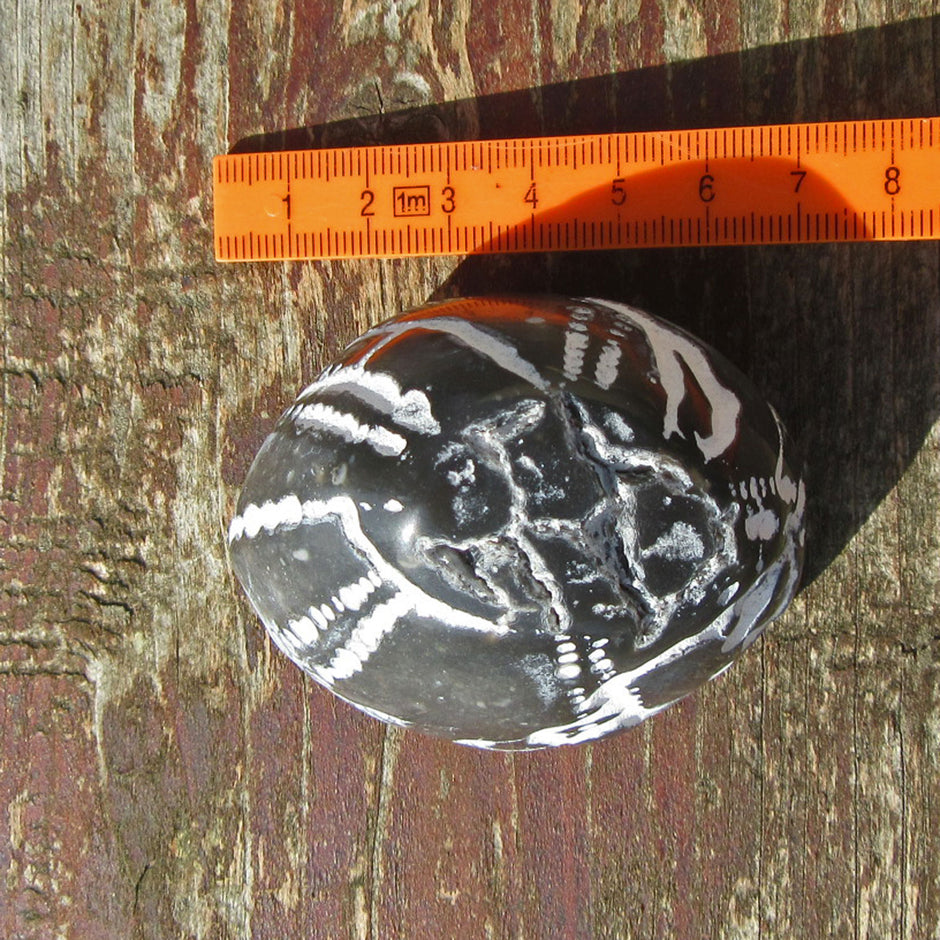 Polierter Seeigel von der Ostsee-Insel Rügen, Unikat