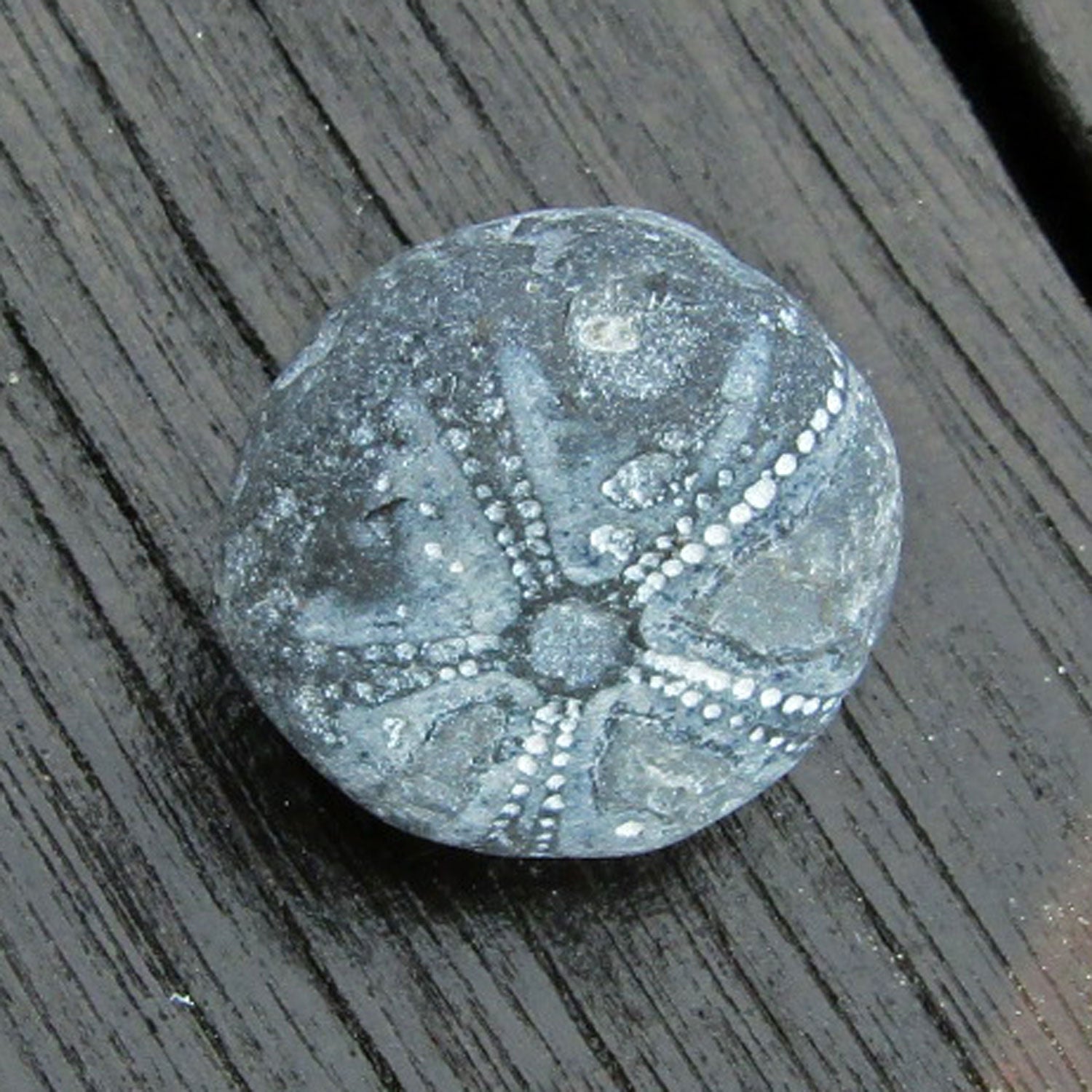 Versteinerter Seeigel GALERITIS – 70 Millionen Jahre alt