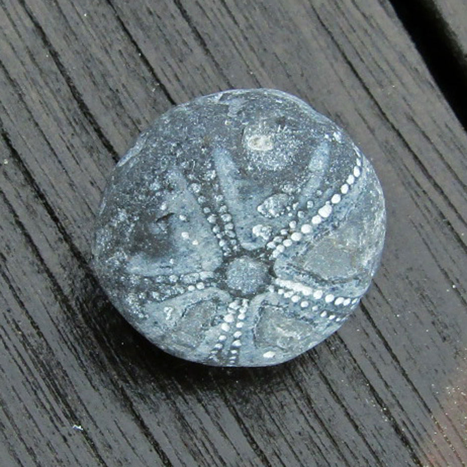 Versteinerter Seeigel GALERITIS – 70 Millionen Jahre alt