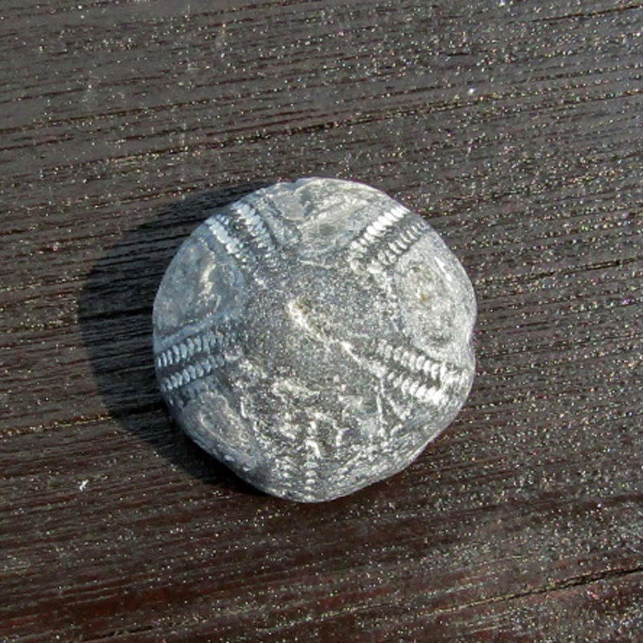 Versteinerter Seeigel GALERITIS – 70 Millionen Jahre alt