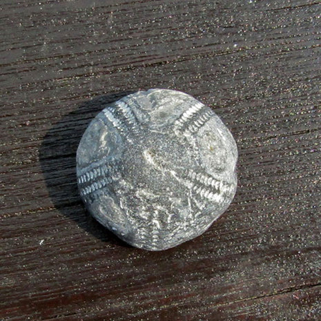 Versteinerter Seeigel GALERITIS – 70 Millionen Jahre alt