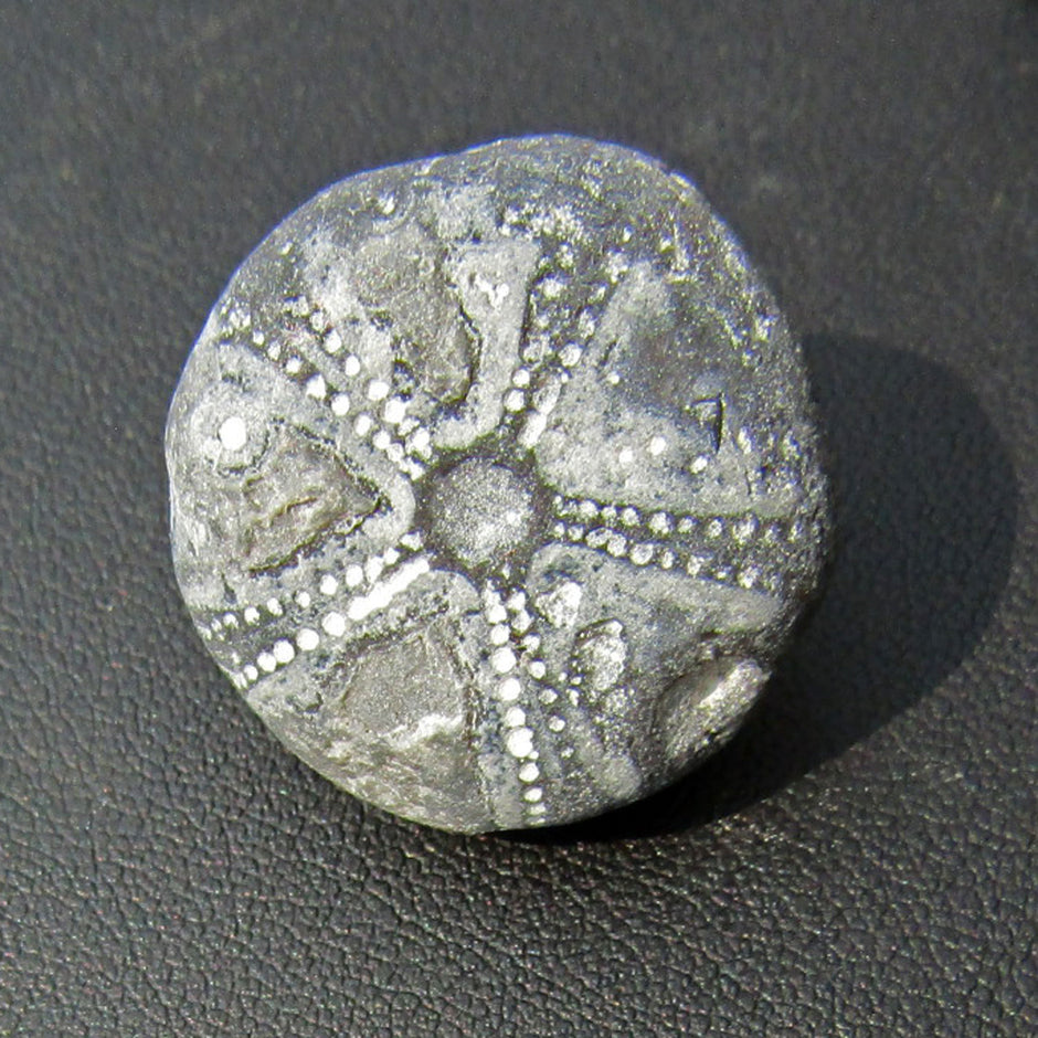 Versteinerter Seeigel GALERITIS – 70 Millionen Jahre alt