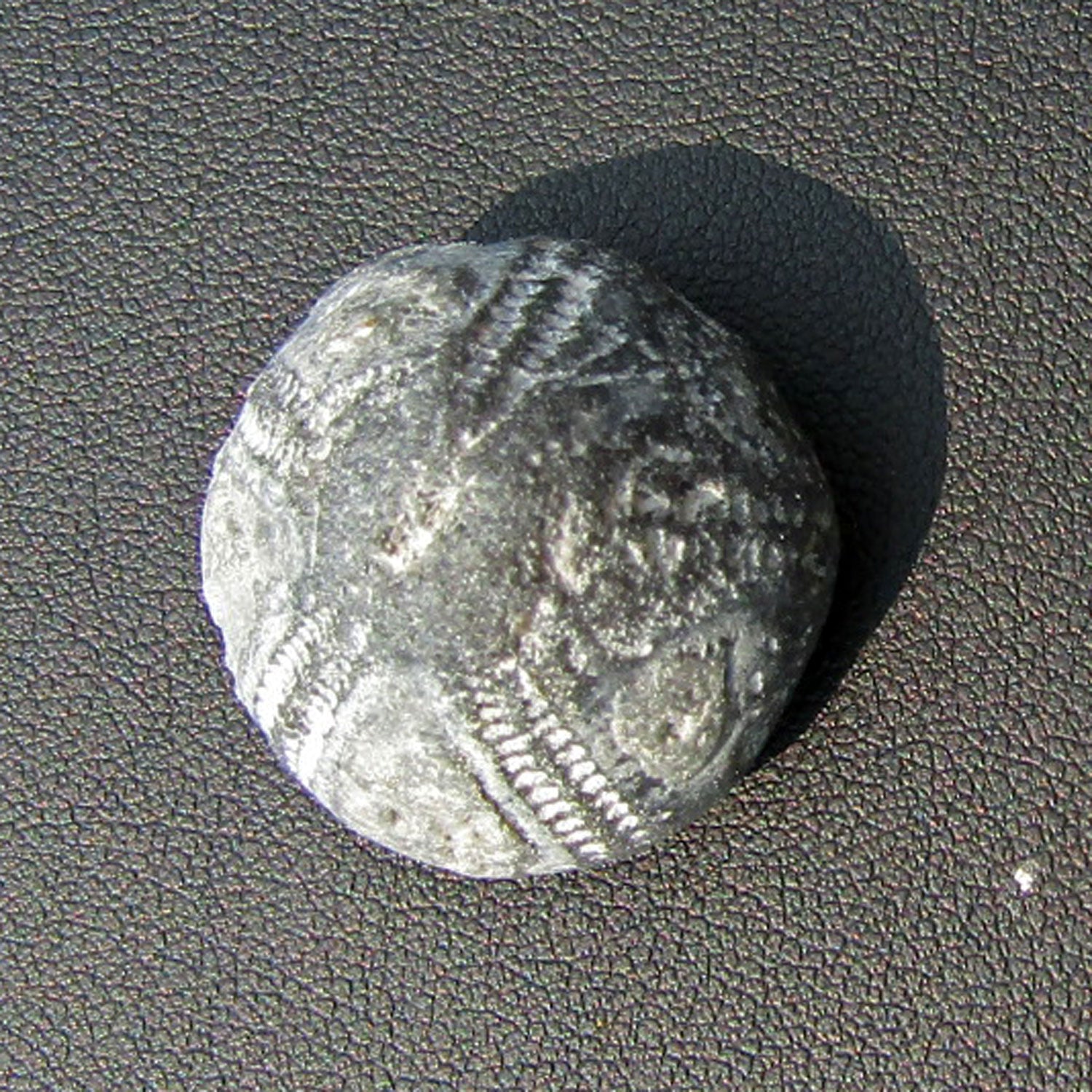 Versteinerter Seeigel GALERITIS – 70 Millionen Jahre alt