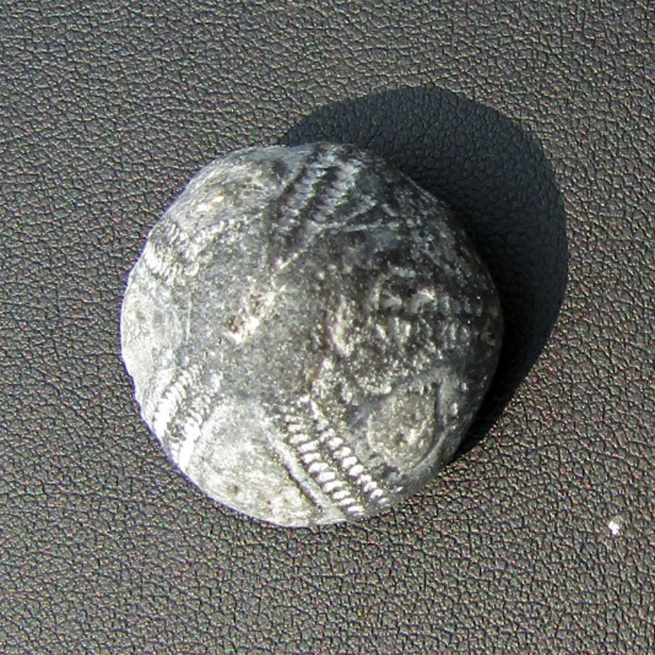 Versteinerter Seeigel GALERITIS – 70 Millionen Jahre alt