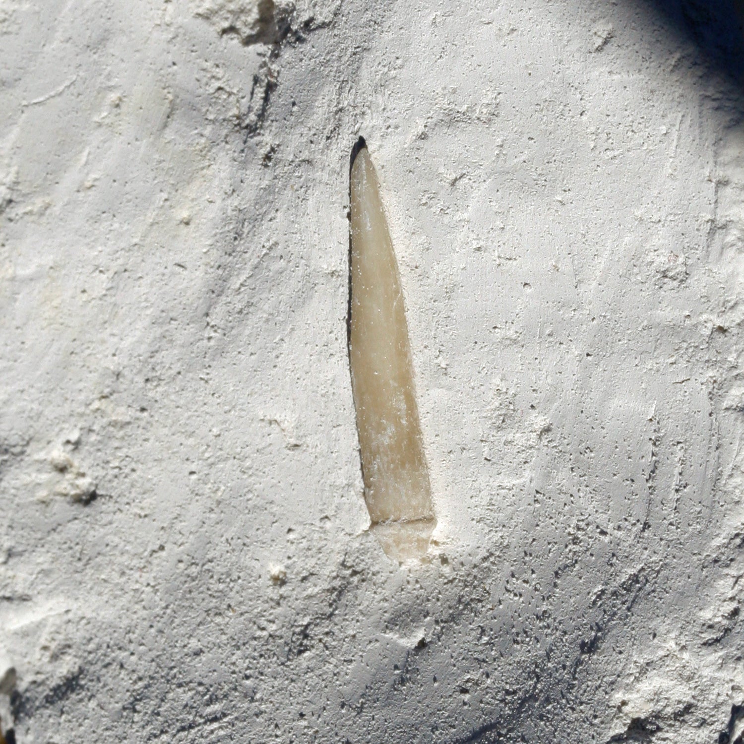 Versteinerter Seeigelstachel von Rügen, 70 Millionen Jahre alt