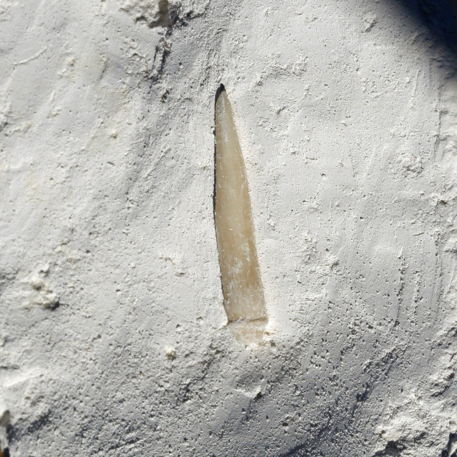 Versteinerter Seeigelstachel von Rügen, 70 Millionen Jahre alt