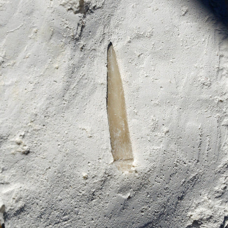 Versteinerter Seeigelstachel von Rügen, 70 Millionen Jahre alt