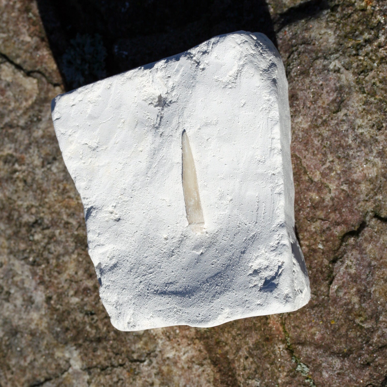 Versteinerter Seeigelstachel von Rügen, 70 Millionen Jahre alt