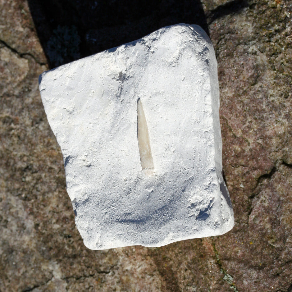 Versteinerter Seeigelstachel von Rügen, 70 Millionen Jahre alt