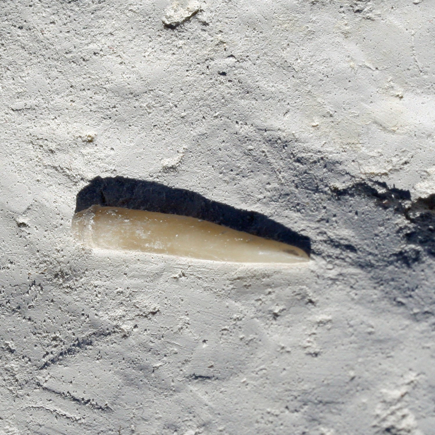 Versteinerter Seeigelstachel von Rügen, 70 Millionen Jahre alt