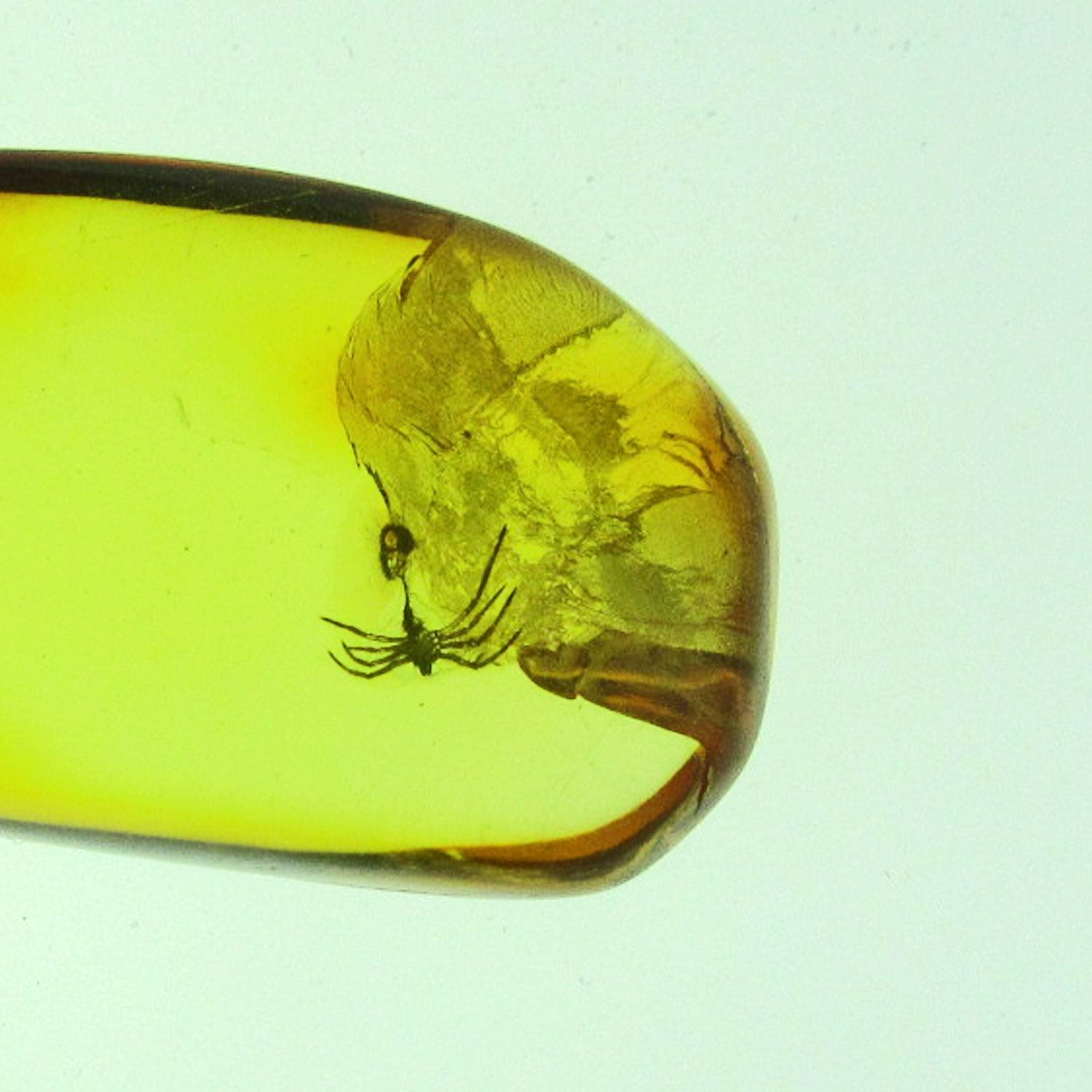 Bernstein mit Spinneninkluse, Unikat von Rügen