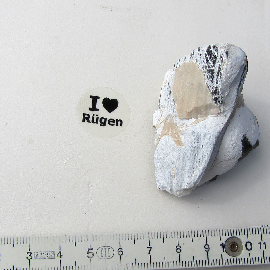 Versteinerte Steckmuschel Pinna – Unikat von Rügen