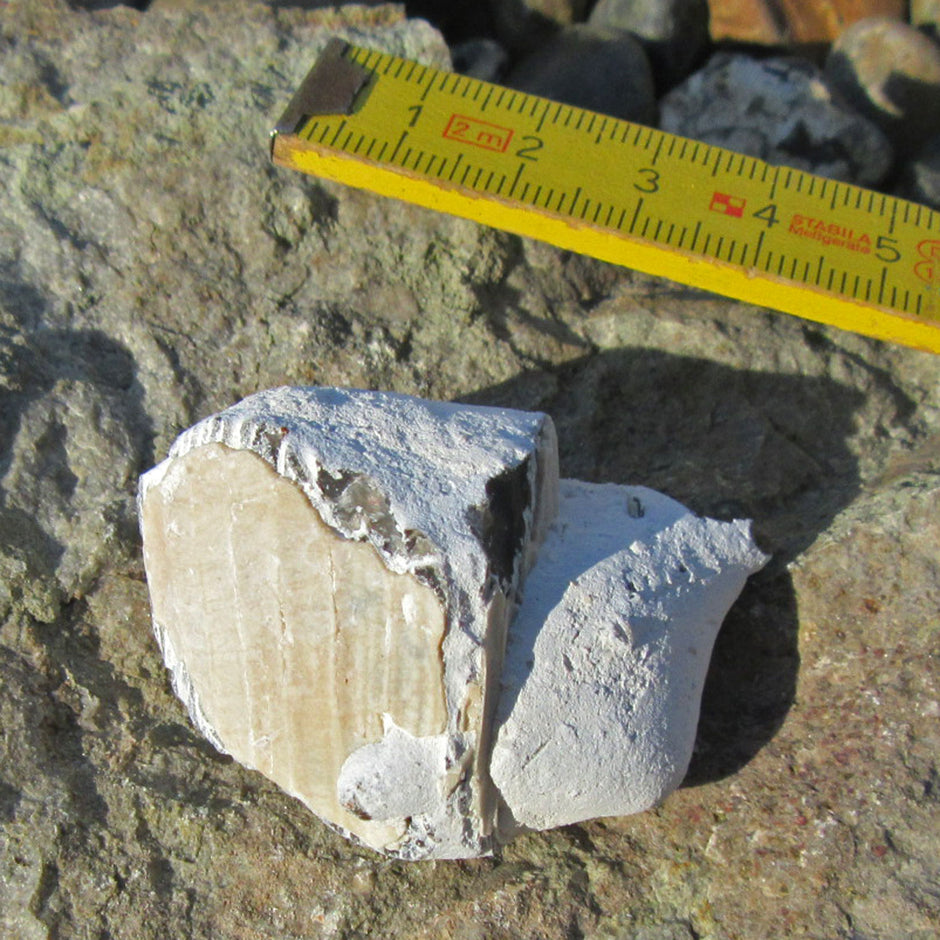 Ersteinertes Stück einer Steckmuschel Pinna von Rügen