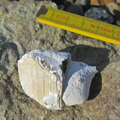 Ersteinertes Stück einer Steckmuschel Pinna von Rügen