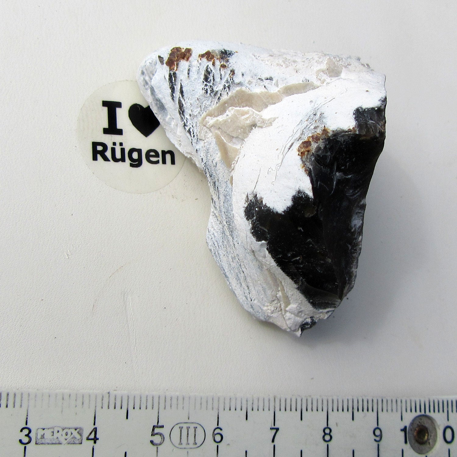 Versteinerte Steckmuschel Pinna – Unikat von Rügen