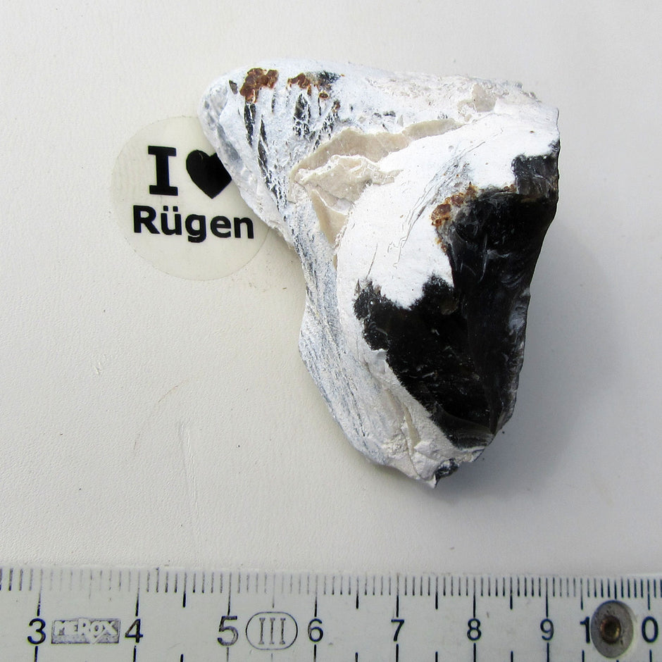 Versteinerte Steckmuschel Pinna – Unikat von Rügen